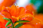 Flower - 5033