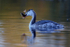 Grebe And Perch