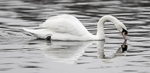 Mute Swan