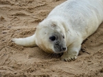 Atlantic Grey Seal