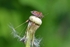 Hairy Shieldbug