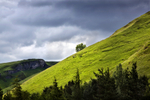 Tree Slope