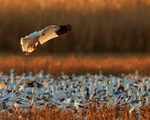 Snow Goose landing early morning, Bosque del Apache, New Mexico