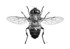 Hoverfly Eristalis similis
