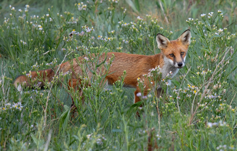 Red Fox - Dee Estuary - North Wales