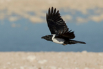 Pied Crow