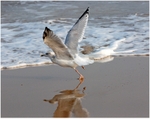 Taking Off (1)