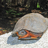 Glyptemys insculpta