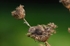Harvest Mouse