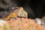 Galapagos Land Iguana, South Plaza Island, Galapagos
