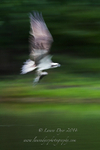 Osprey flight
