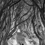 The Dark Hedges,  Co Antrim