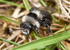 Andrena cineraria (f)