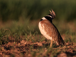 Little Bustard calling side view, Montgai, Spain