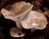 Beech Milkcap (02)