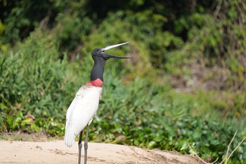 These storks are enormous - as tall as us!