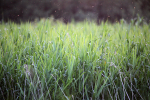 Midges on the Somerset Levels_ AGTO183