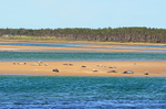 Common Seals