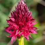 Red Vanilla orchid (Gymnadenia miniata ) also Nigritella rubra