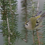 Goldcrest (Regulus regulus)