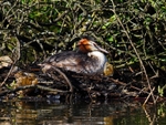 Great Crested Grebe