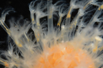 Alcyonium digitatum