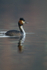 GREAT CRESTED GREBES ref Grebe 4