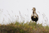 Golden Plover