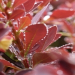 Berberis With Raindrops