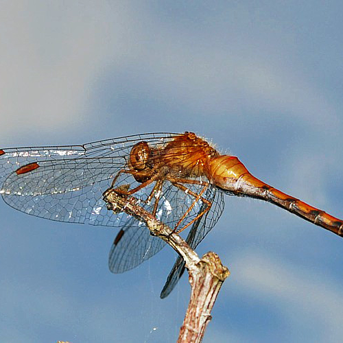 Autumn Meadowhawk's are very common sightings in late summer & early autumn in Atlantic Canada.