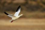Snow Goose portfolio