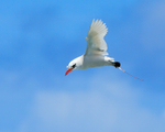 Red-tailed Tropicbird hovering, Kilauea Point, Kauai