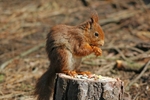 Red Squirrel