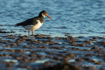 Oystercatcher (Haematopus ostralegus) on mudflats - Strangford L