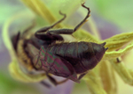 Chelostoma campanularum (m)