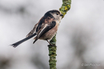 Long-tailed tit (Aegithalos caudatus)