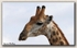 Giraffe profile