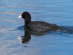 Coot