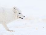 Profile of Arctic Fox, Svalbard, Norway
