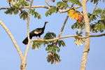 White-throated Piping-Guan portfolio