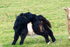 Belted Galloway Calf - DSC_2134