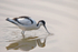 Avocet