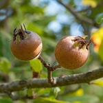 Mediterranean Medlar (Crataegus azarolus)