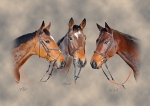 3 racehorses montage portfolio