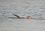 Otter