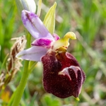 Shield Ophrys (Ophrys argolica ssp. biscutella also Ophrys biscutella or O. crabronifera ssp biscutella