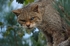 Scottish Wildcat
