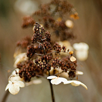 Hydrangea