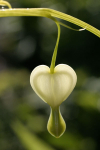 4 Dicentra