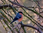 Bullfinch